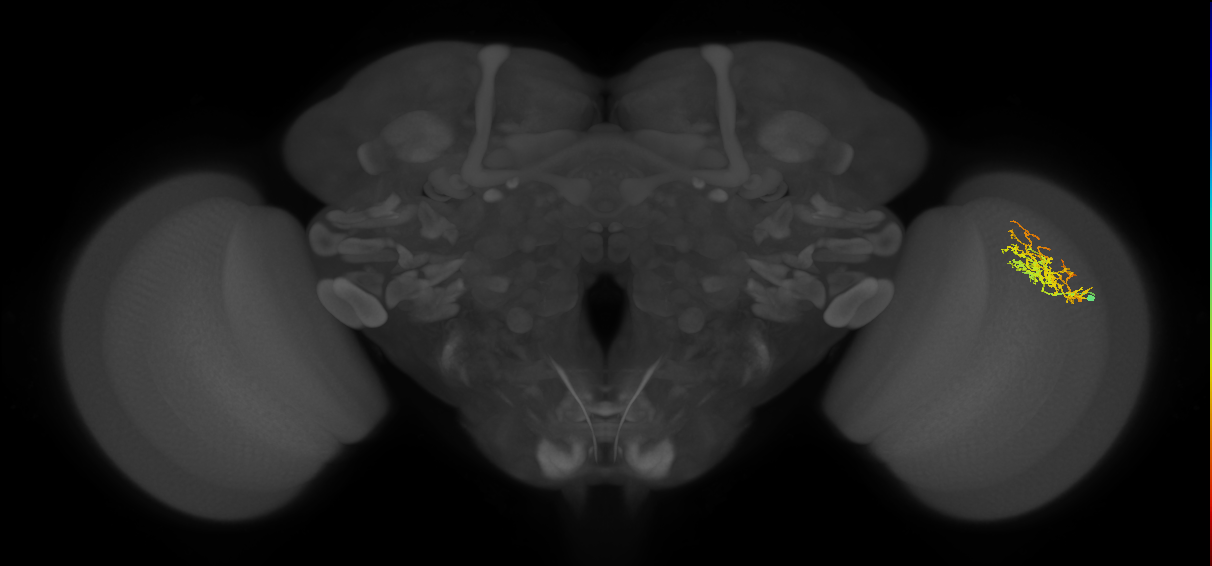 Cm8_R (JRC_OpticLobe:52069)