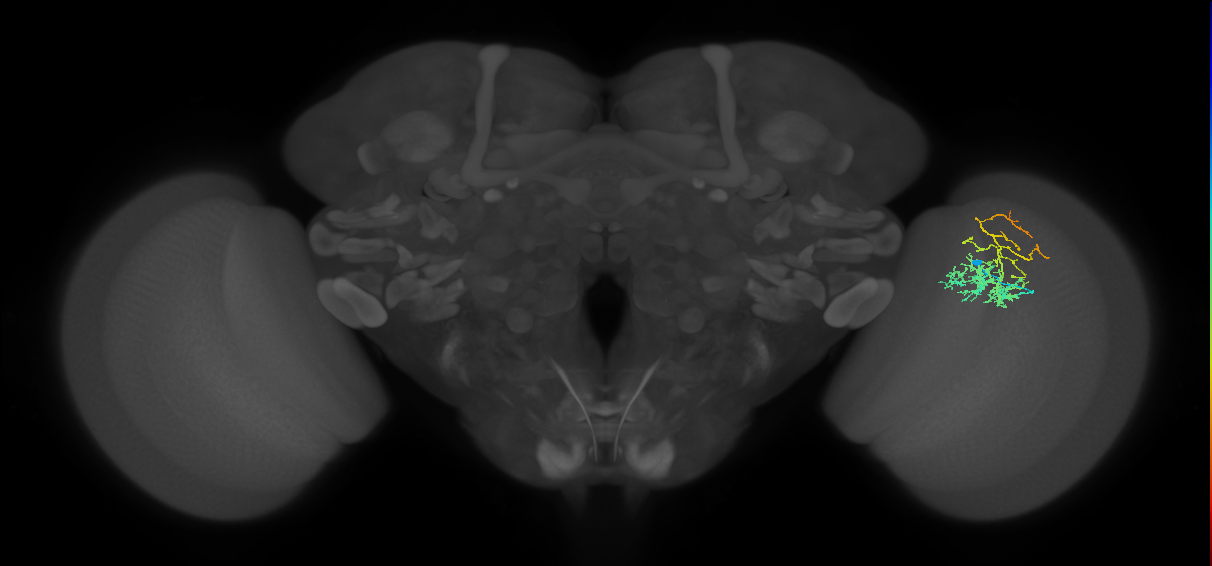 Cm8_R (JRC_OpticLobe:50918)