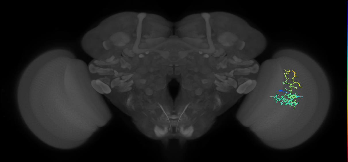Cm8_R (JRC_OpticLobe:48127)