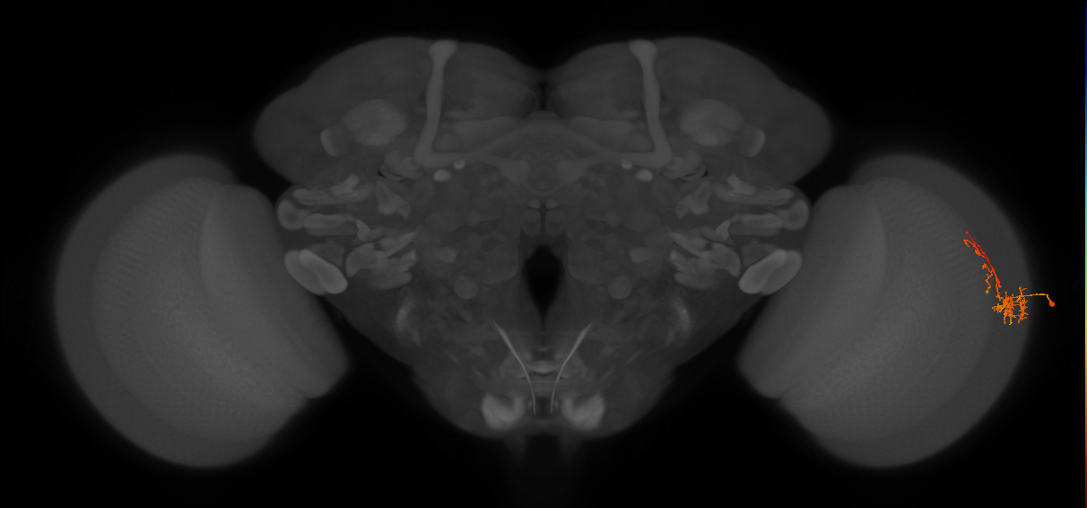 Cm8_R (JRC_OpticLobe:105643)