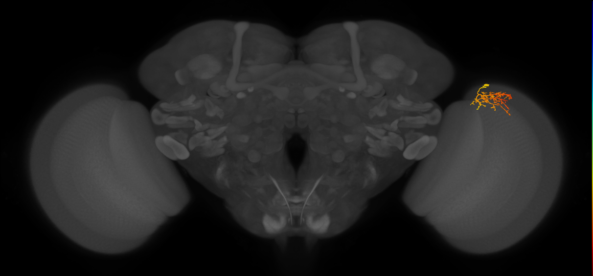 Cm8_R (JRC_OpticLobe:71288)