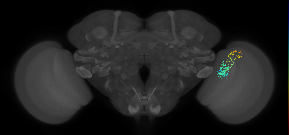 Cm8_R (JRC_OpticLobe:62008)