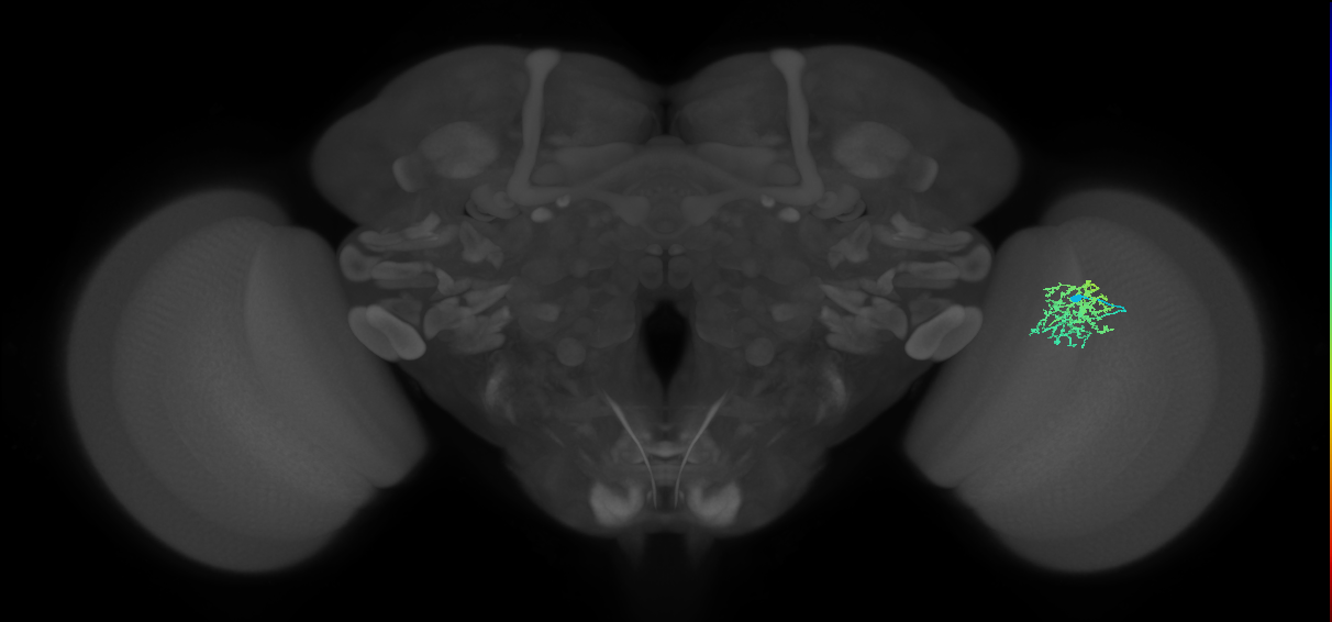 Cm9_R (JRC_OpticLobe:66714)