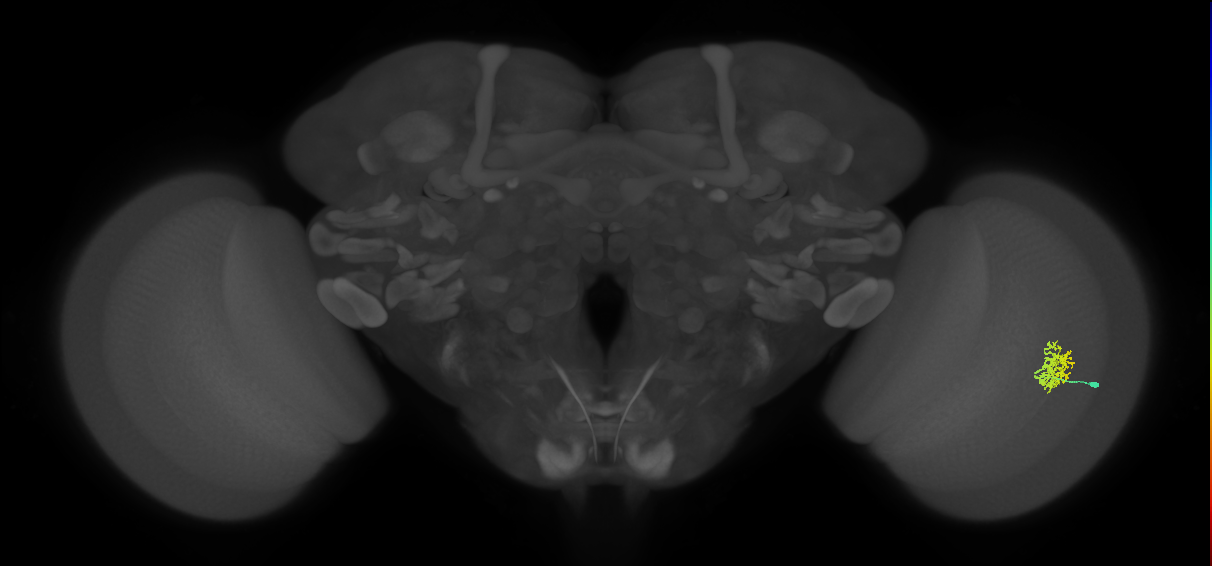 Cm9_R (JRC_OpticLobe:60747)