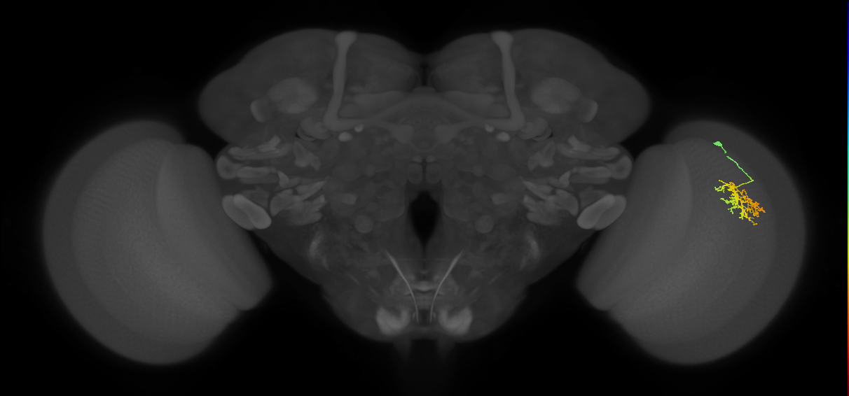 Cm9_R (JRC_OpticLobe:56181)