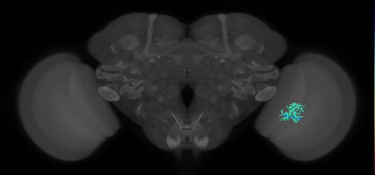 Cm9_R (JRC_OpticLobe:64650)