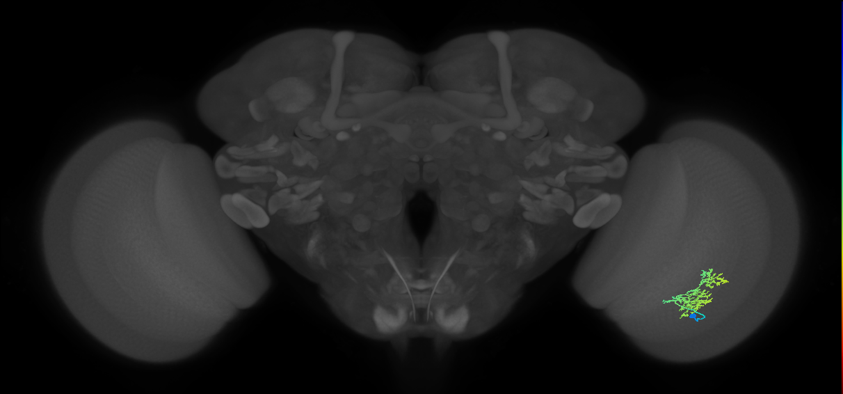 Cm9_R (JRC_OpticLobe:45625)