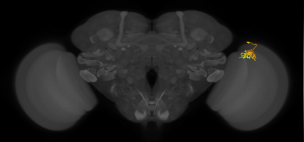 Cm9_R (JRC_OpticLobe:62910)