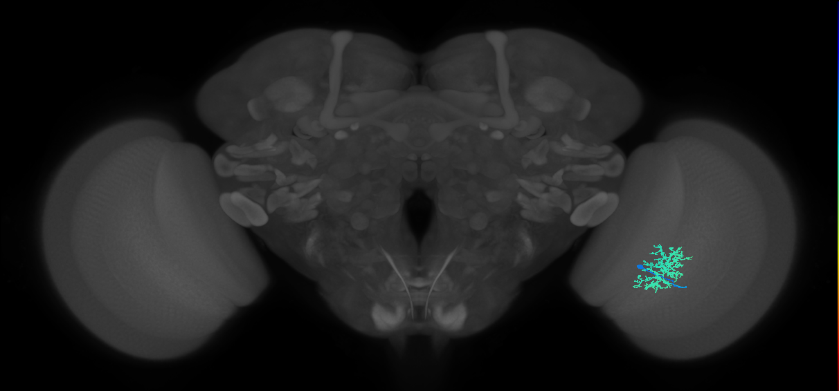 Cm9_R (JRC_OpticLobe:533540)