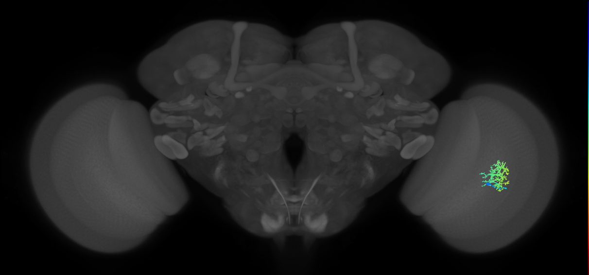 Cm9_R (JRC_OpticLobe:57701)