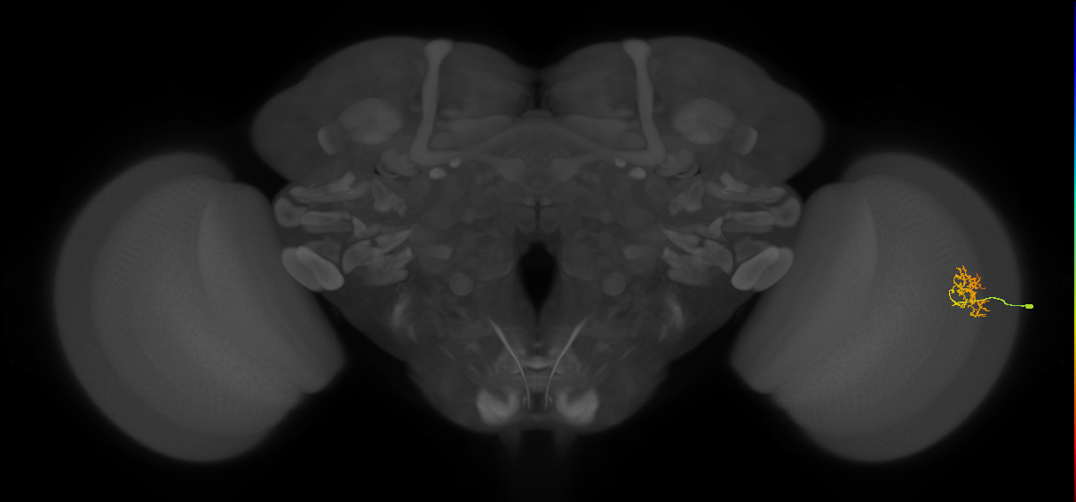 Cm9_R (JRC_OpticLobe:81447)