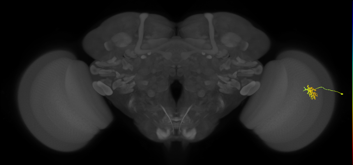 Cm9_R (JRC_OpticLobe:61265)