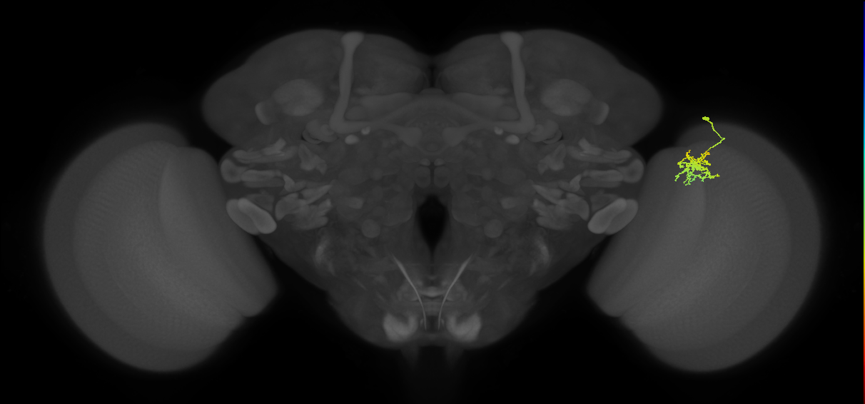 Cm9_R (JRC_OpticLobe:81627)