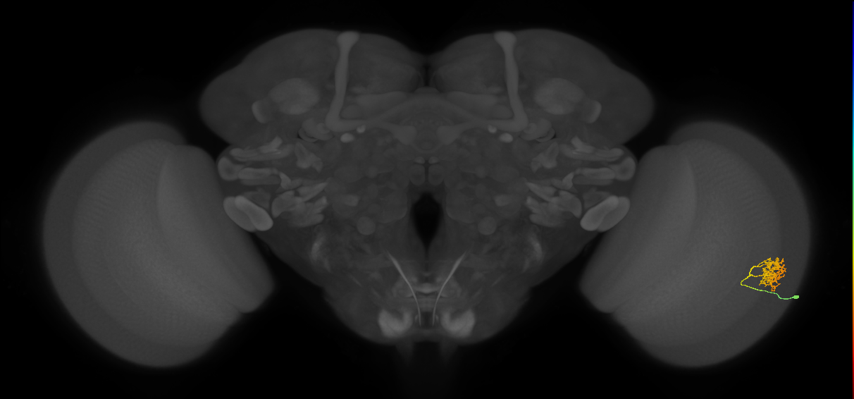 Cm9_R (JRC_OpticLobe:63775)