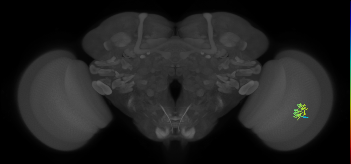 Cm9_R (JRC_OpticLobe:57320)