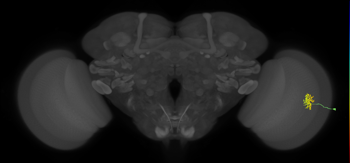 Cm9_R (JRC_OpticLobe:64469)