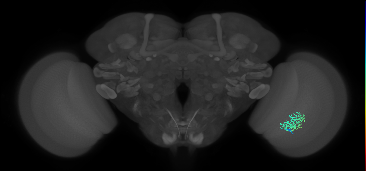 Cm9_R (JRC_OpticLobe:57234)