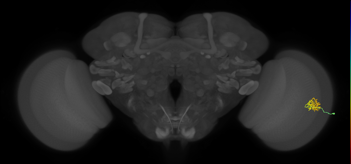 Cm9_R (JRC_OpticLobe:71613)