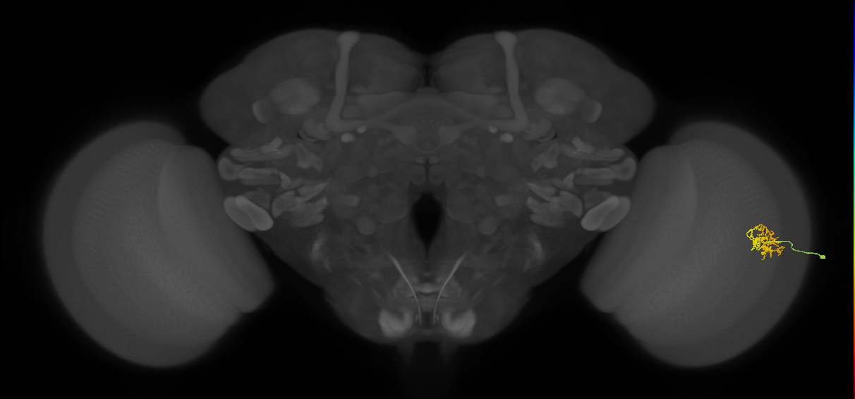 Cm9_R (JRC_OpticLobe:74936)