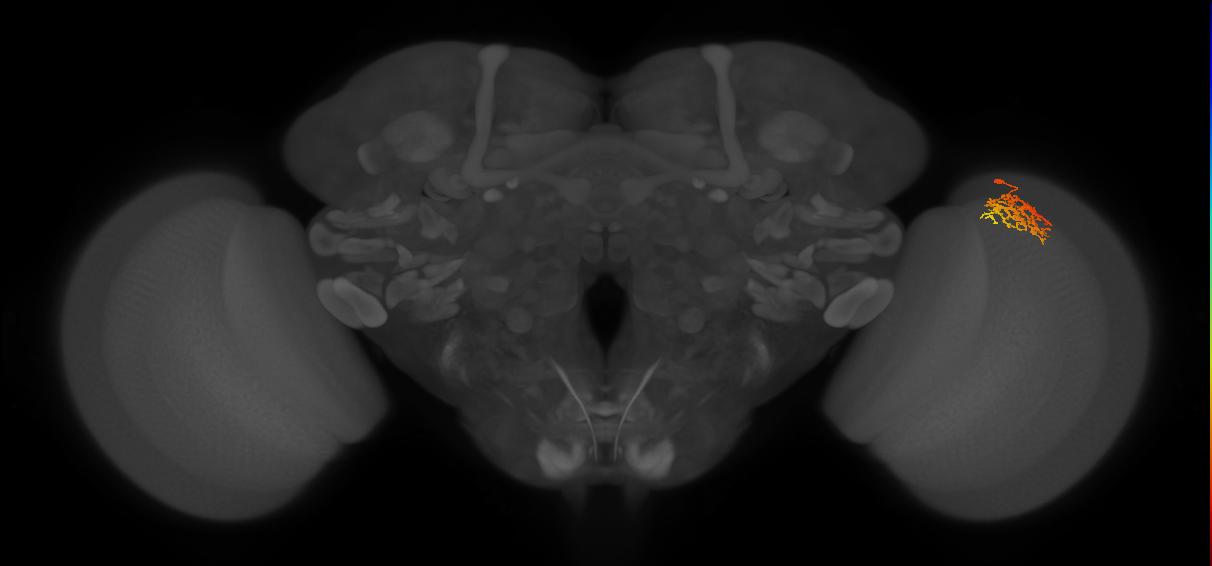 Cm9_R (JRC_OpticLobe:71069)