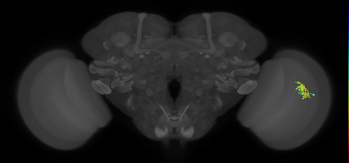 Cm9_R (JRC_OpticLobe:66225)