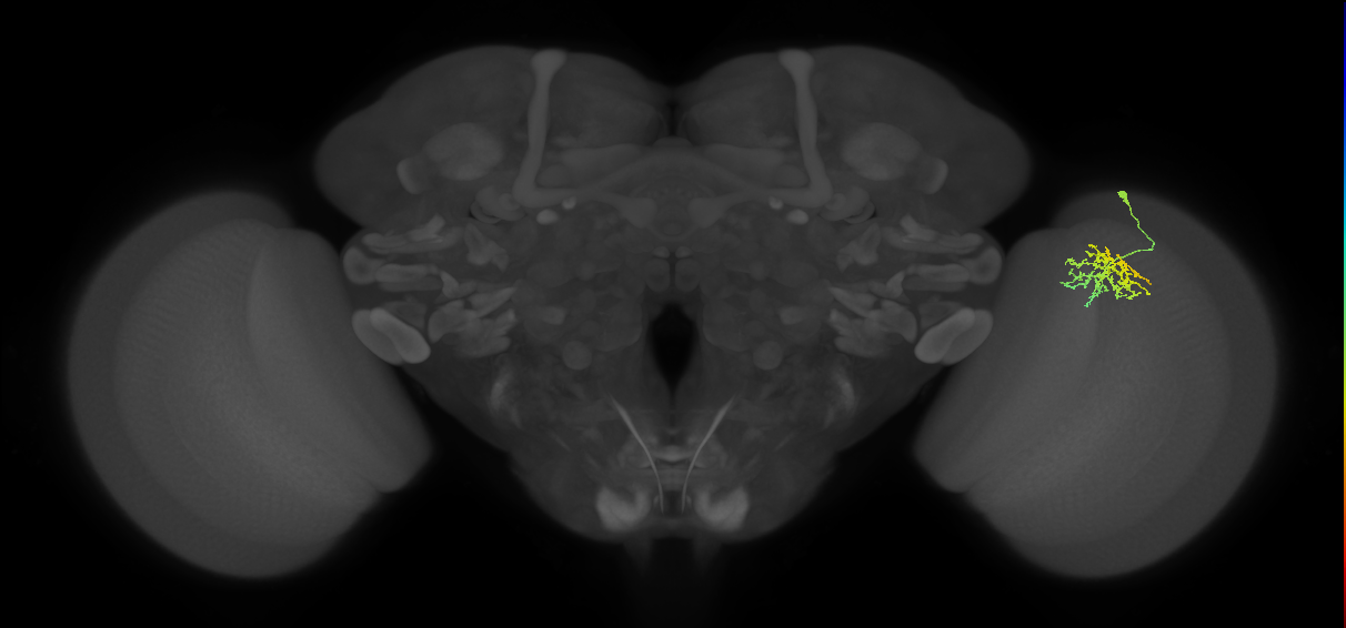 Cm9_R (JRC_OpticLobe:75393)