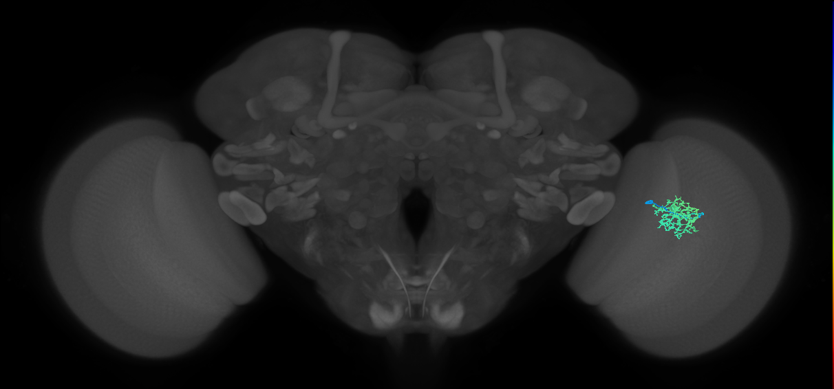 Cm9_R (JRC_OpticLobe:532719)