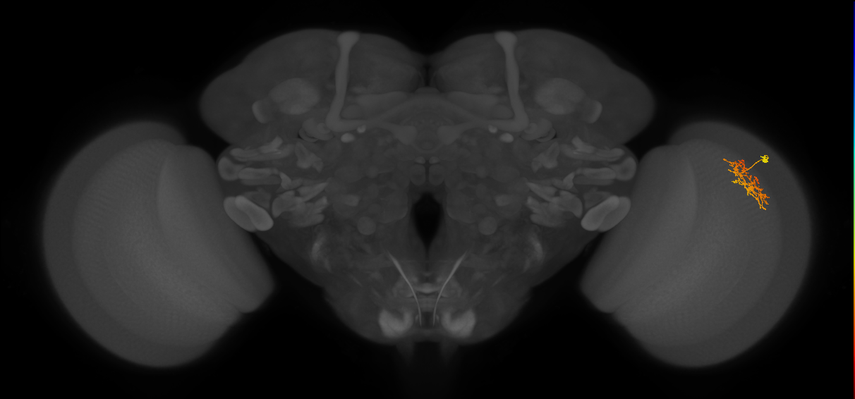Cm9_R (JRC_OpticLobe:79172)