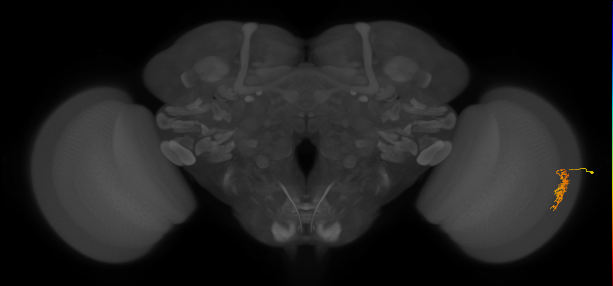 Cm9_R (JRC_OpticLobe:105672)