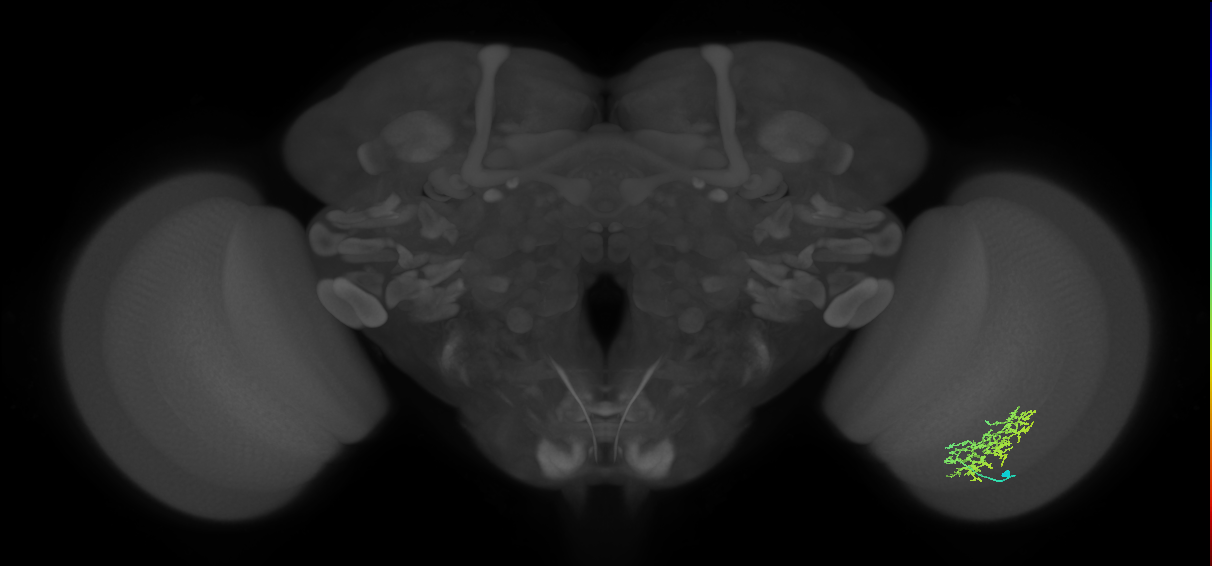 Cm9_R (JRC_OpticLobe:47009)
