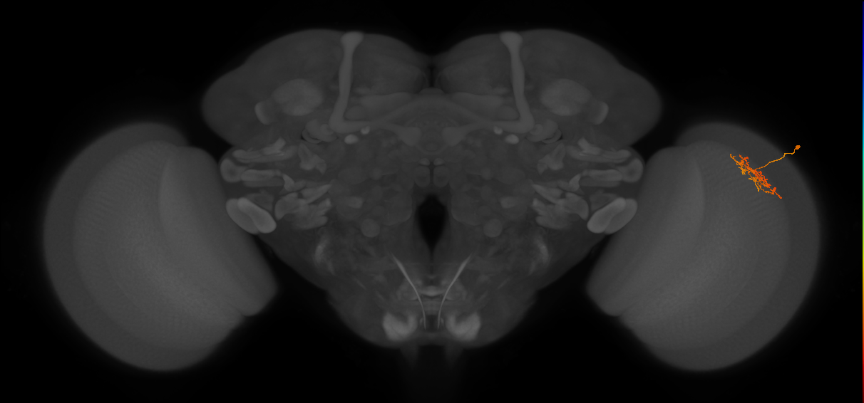 Cm9_R (JRC_OpticLobe:85245)