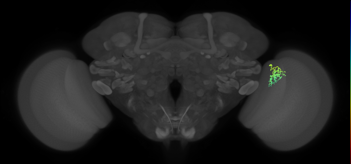 Cm9_R (JRC_OpticLobe:97153)
