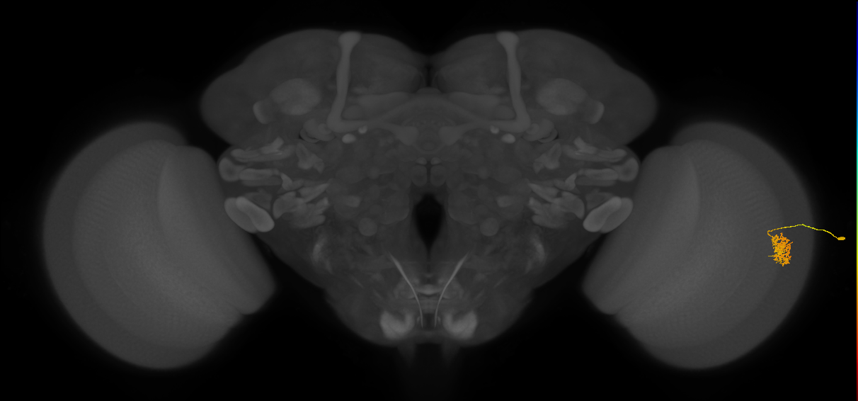 Cm9_R (JRC_OpticLobe:554627)