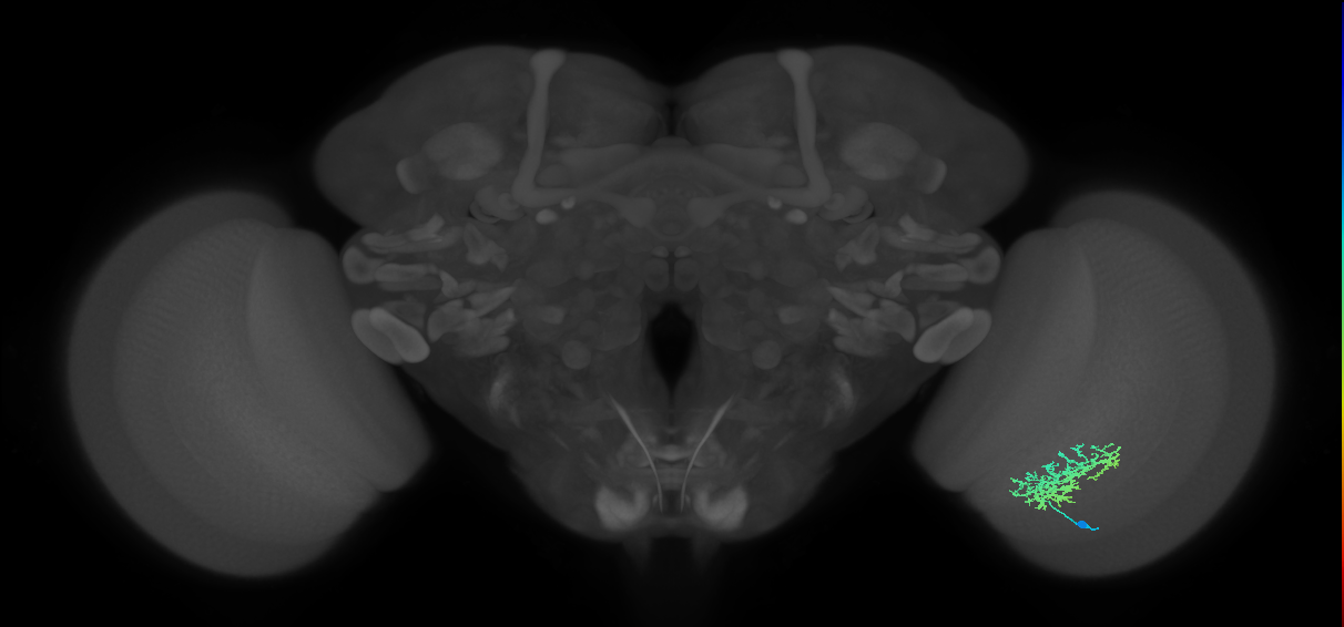 Cm9_R (JRC_OpticLobe:48432)