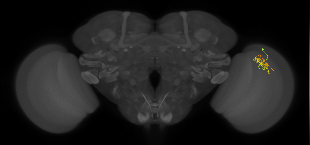 Cm9_R (JRC_OpticLobe:60640)