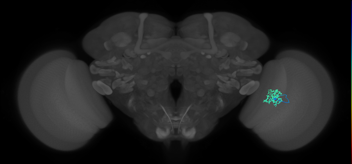 Cm9_R (JRC_OpticLobe:84731)