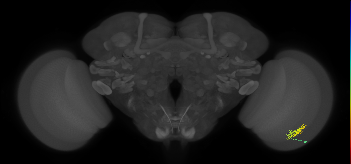 Cm9_R (JRC_OpticLobe:58664)