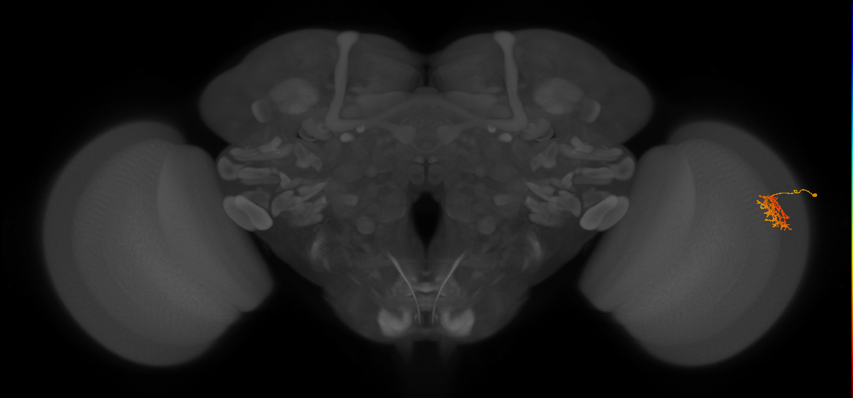 Cm9_R (JRC_OpticLobe:74968)