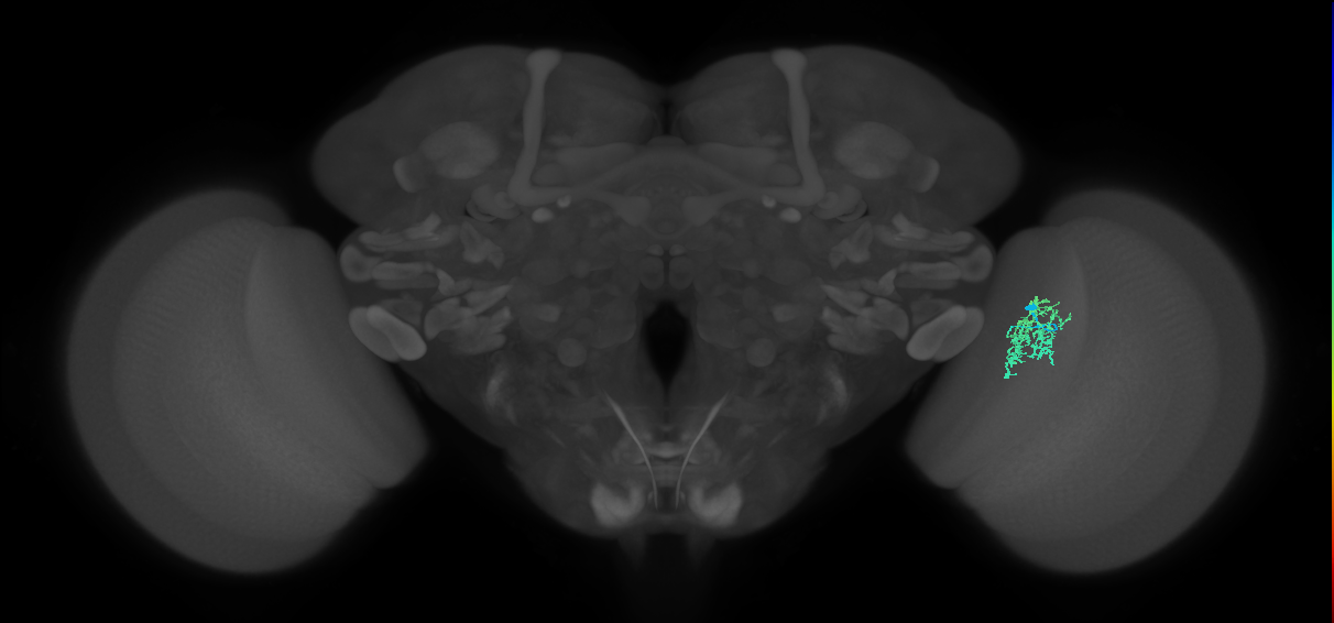 Cm9_R (JRC_OpticLobe:110069)