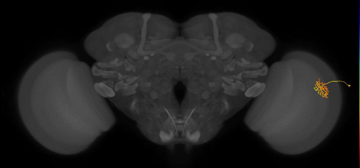 Cm9_R (JRC_OpticLobe:105245)