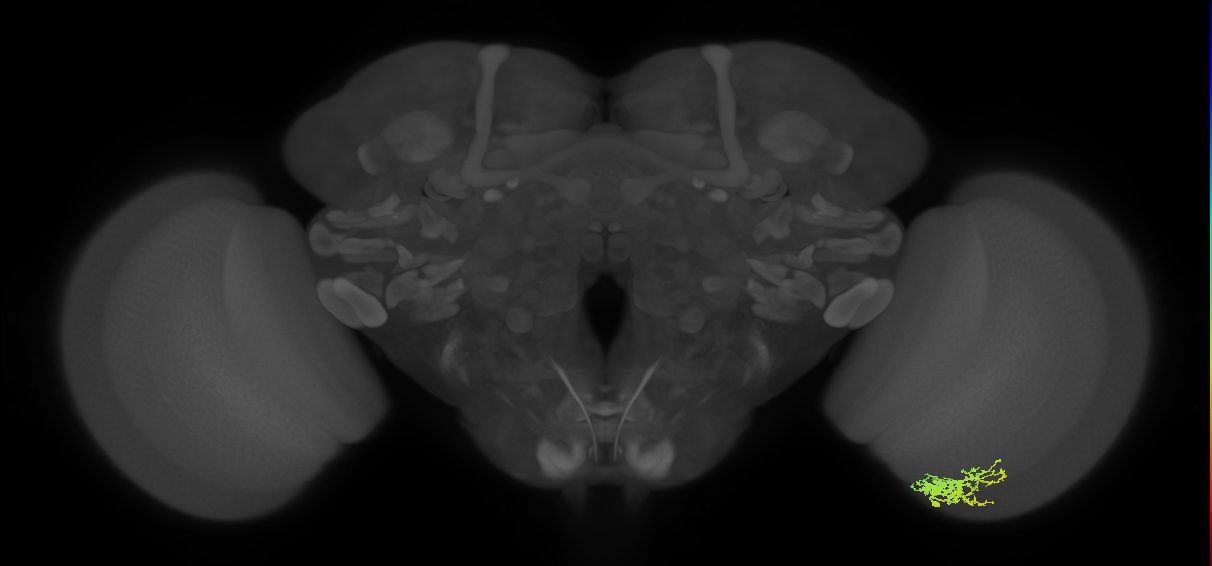Cm9_R (JRC_OpticLobe:74639)