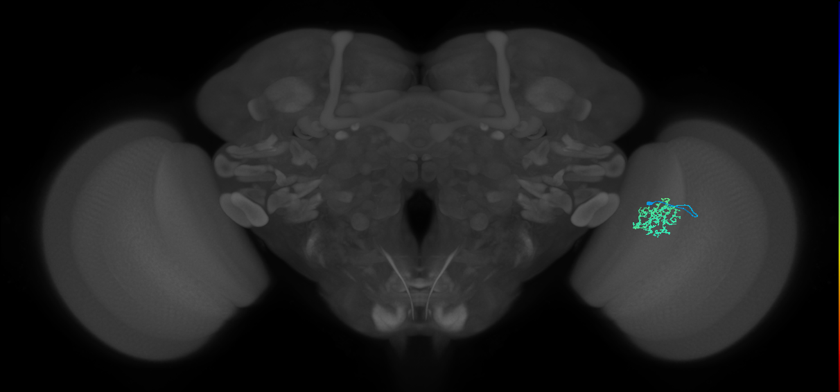 Cm9_R (JRC_OpticLobe:80923)
