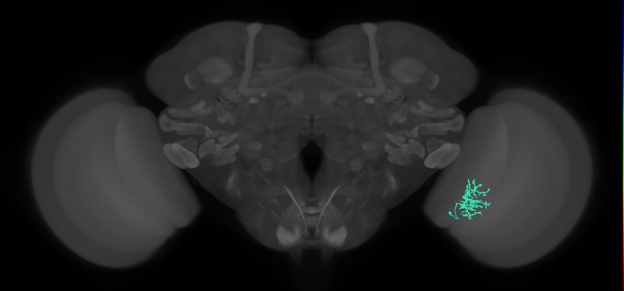 Cm9_R (JRC_OpticLobe:79870)