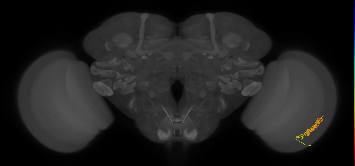 Cm9_R (JRC_OpticLobe:55171)