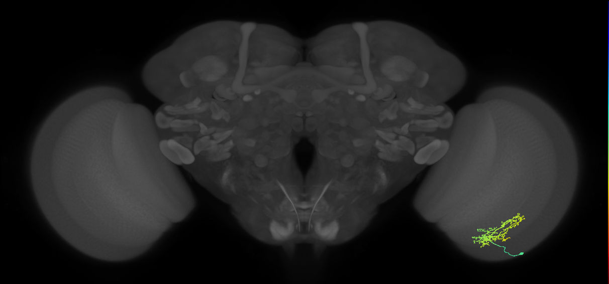 Cm9_R (JRC_OpticLobe:54444)