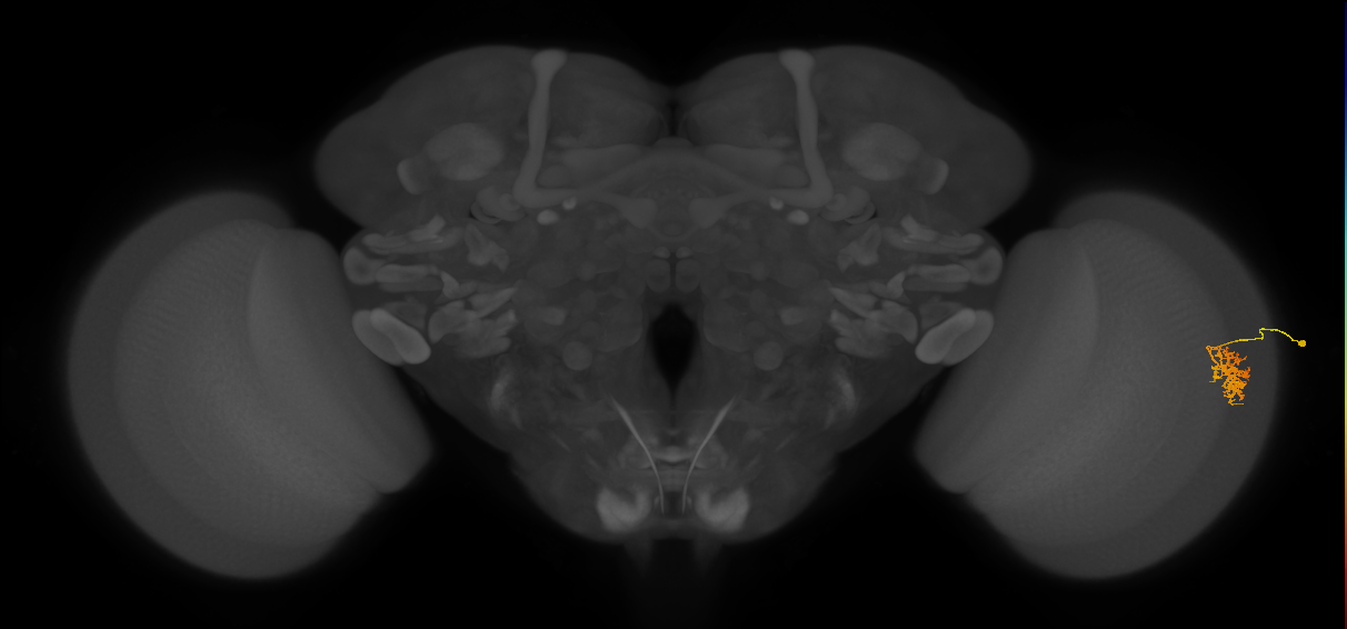 Cm9_R (JRC_OpticLobe:77137)