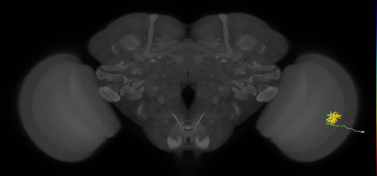 Cm9_R (JRC_OpticLobe:90527)