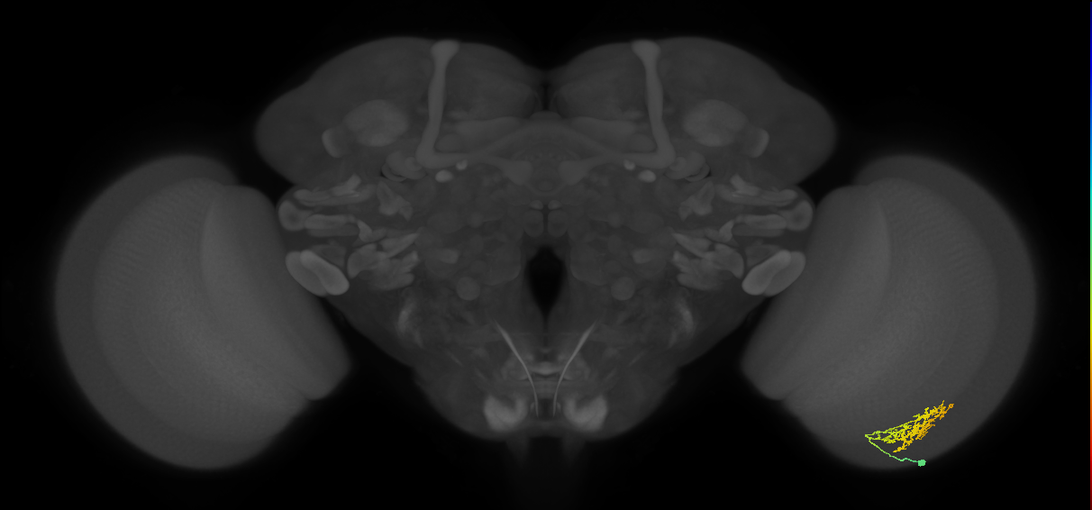 Cm9_R (JRC_OpticLobe:61725)