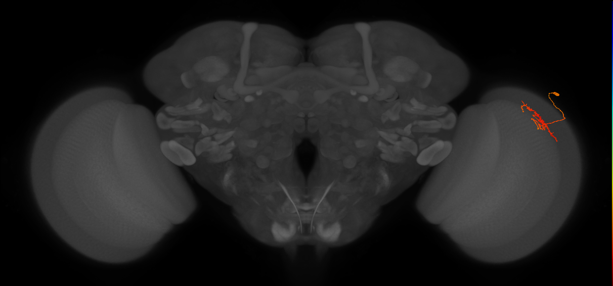 Dm-DRA1_R (JRC_OpticLobe:68952)