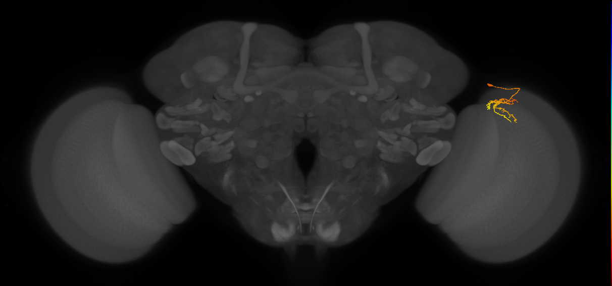 Dm-DRA1_R (JRC_OpticLobe:107439)